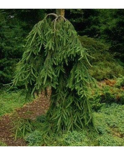 Ялина звичайна / європейська Фробург | Picea abies FrohburgЕль обыкновенная / европейская Фробург / Фрохбург | Picea abies Frohburg