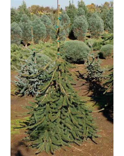 Ялина звичайна / європейська Фробург | Picea abies FrohburgЕль обыкновенная / европейская Фробург / Фрохбург | Picea abies Frohburg