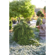 Ялина звичайна / європейська Форманек | Picea abies Formanek | Ель обыкновенная / европейская Форманек