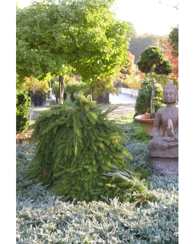 Ялина звичайна / європейська Форманек | Picea abies Formanek | Ель обыкновенная / европейская Форманек