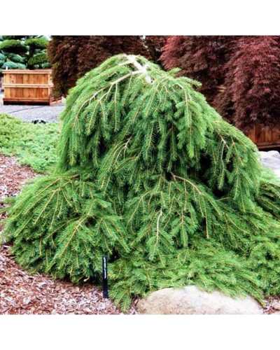 Ялина звичайна / європейська Форманек | Picea abies Formanek | Ель обыкновенная / европейская Форманек