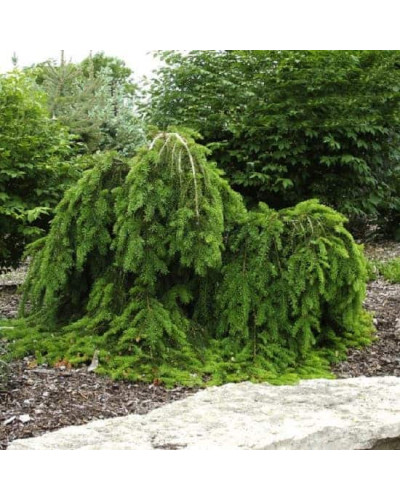 Ялина звичайна / європейська Форманек | Picea abies Formanek | Ель обыкновенная / европейская Форманек