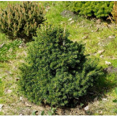 Ялина звичайна / європейська Томпа | Picea abies Tompa | Ель обыкновенная / европейская Toмпа