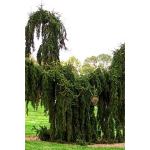 Ялина звичайна / європейська Пендула Майор | Picea abies Pendula Major | Ель обыкновенная / европейская Пендула Майор