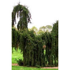 Ялина звичайна / європейська Пендула Майор | Picea abies Pendula Major | Ель обыкновенная / европейская Пендула Майор