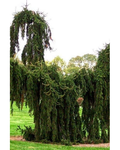 Ялина звичайна / європейська Пендула Майор | Picea abies Pendula Major | Ель обыкновенная / европейская Пендула Майор