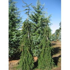 Ялина звичайна / європейська Пендула Майор | Picea abies Pendula Major | Ель обыкновенная / европейская Пендула Майор