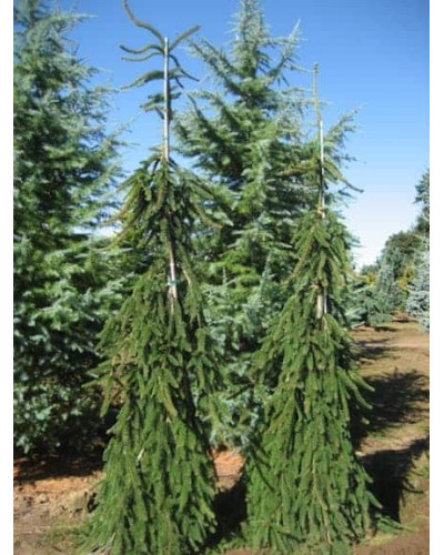Ялина звичайна / європейська Пендула Майор | Picea abies Pendula Major | Ель обыкновенная / европейская Пендула Майор
