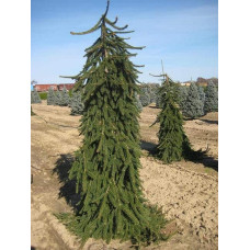 Ялина звичайна / європейська Пендула Майор | Picea abies Pendula Major | Ель обыкновенная / европейская Пендула Майор