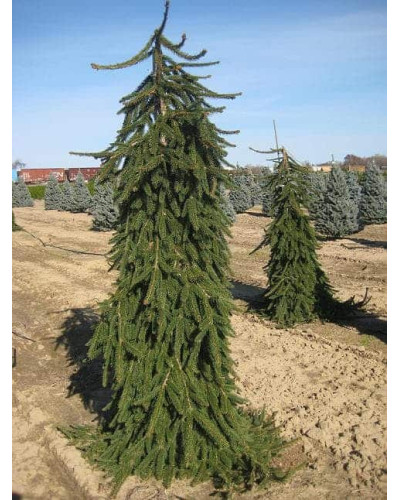 Ялина звичайна / європейська Пендула Майор | Picea abies Pendula Major | Ель обыкновенная / европейская Пендула Майор