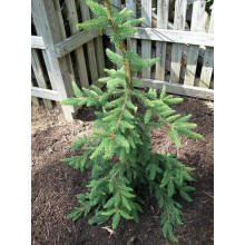Ялина звичайна / європейська Пендула Майор | Picea abies Pendula Major | Ель обыкновенная / европейская Пендула Майор