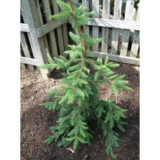Ялина звичайна / європейська Пендула Майор | Picea abies Pendula Major | Ель обыкновенная / европейская Пендула Майор