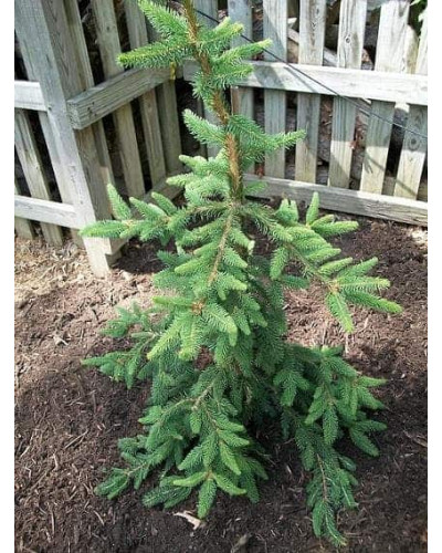 Ялина звичайна / європейська Пендула Майор | Picea abies Pendula Major | Ель обыкновенная / европейская Пендула Майор