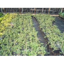 Ялина звичайна / європейська Пендула Майор | Picea abies Pendula Major | Ель обыкновенная / европейская Пендула Майор