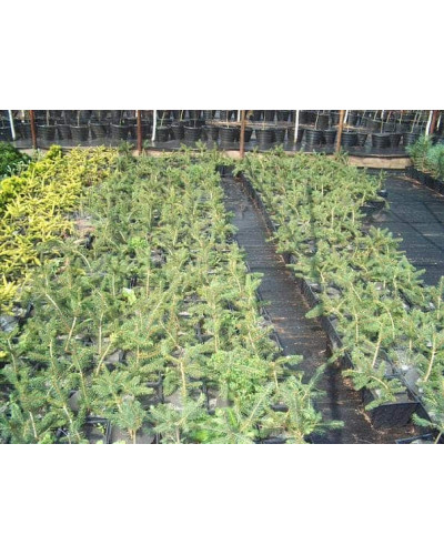 Ялина звичайна / європейська Пендула Майор | Picea abies Pendula Major | Ель обыкновенная / европейская Пендула Майор