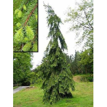 Ялина звичайна / європейська Пендула Майор | Picea abies Pendula Major | Ель обыкновенная / европейская Пендула Майор