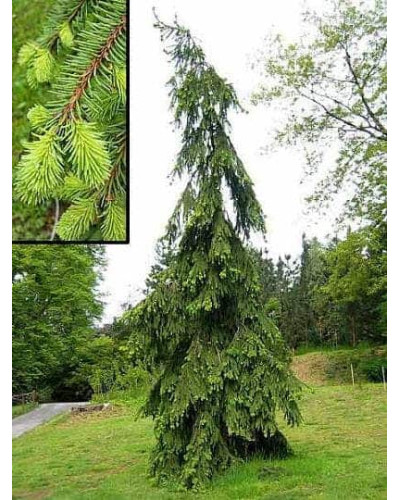 Ялина звичайна / європейська Пендула Майор | Picea abies Pendula Major | Ель обыкновенная / европейская Пендула Майор