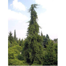Ялина звичайна / європейська Пендула Майор | Picea abies Pendula Major | Ель обыкновенная / европейская Пендула Майор