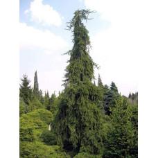 Ялина звичайна / європейська Пендула Майор | Picea abies Pendula Major | Ель обыкновенная / европейская Пендула Майор