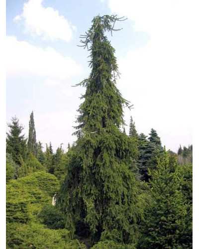 Ялина звичайна / європейська Пендула Майор | Picea abies Pendula Major | Ель обыкновенная / европейская Пендула Майор