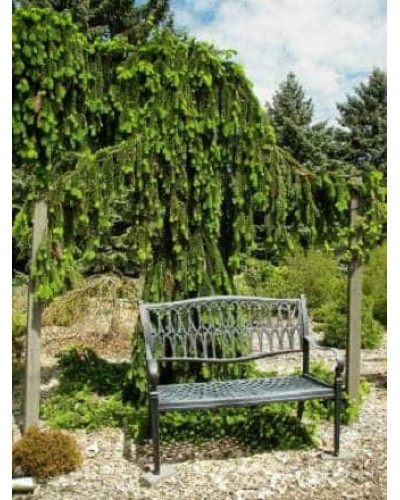 Ялина звичайна / європейська Пендула Майор | Picea abies Pendula Major | Ель обыкновенная / европейская Пендула Майор