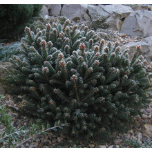 Ялина чорна Нана | Picea mariana Nana | Ель черная Нана