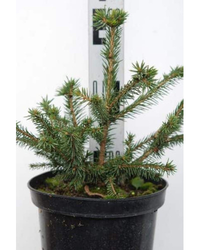 Ялина звичайна / європейська Максвеллі | Picea abies Maxwellii | Ель обыкновенная / европейская Максвелли