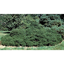 Ялина звичайна / європейська Максвеллі | Picea abies Maxwellii | Ель обыкновенная / европейская Максвелли