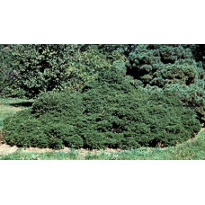Ялина звичайна / європейська Максвеллі | Picea abies Maxwellii | Ель обыкновенная / европейская Максвелли