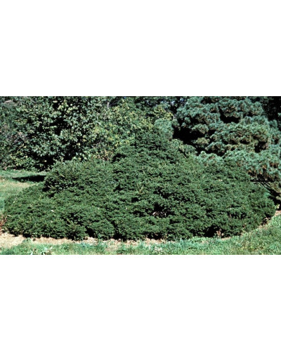 Ялина звичайна / європейська Максвеллі | Picea abies Maxwellii | Ель обыкновенная / европейская Максвелли