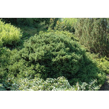 Ялина звичайна / європейська Максвеллі | Picea abies Maxwellii | Ель обыкновенная / европейская Максвелли