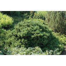 Ялина звичайна / європейська Максвеллі | Picea abies Maxwellii | Ель обыкновенная / европейская Максвелли