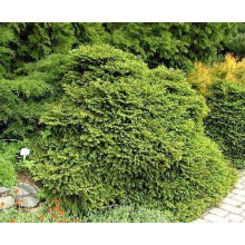 Ялина звичайна / європейська Максвеллі | Picea abies Maxwellii | Ель обыкновенная / европейская Максвелли
