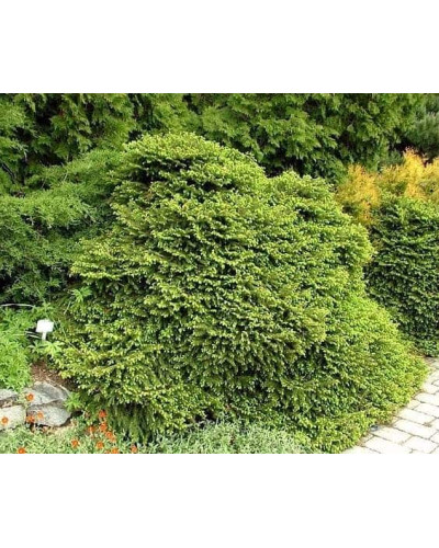 Ялина звичайна / європейська Максвеллі | Picea abies Maxwellii | Ель обыкновенная / европейская Максвелли
