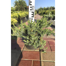 Ялівець береговий Емеральд Сіа | Juniperus conferta Emerald Sea | Можжевельник прибрежный Эмеральд Сиа