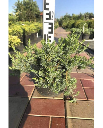 Ялівець береговий Емеральд Сіа | Juniperus conferta Emerald Sea | Можжевельник прибрежный Эмеральд Сиа
