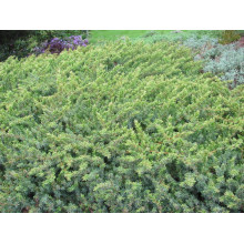Ялівець береговий Емеральд Сіа | Juniperus conferta Emerald Sea | Можжевельник прибрежный Эмеральд Сиа