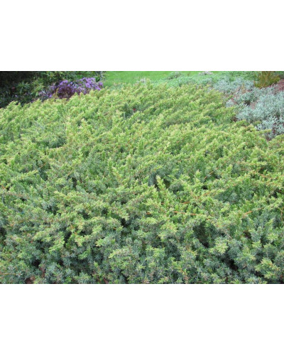 Ялівець береговий Емеральд Сіа | Juniperus conferta Emerald Sea | Можжевельник прибрежный Эмеральд Сиа