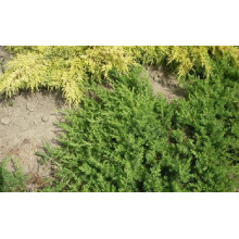 Ялівець береговий Емеральд Сіа | Juniperus conferta Emerald Sea | Можжевельник прибрежный Эмеральд Сиа