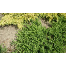 Ялівець береговий Емеральд Сіа | Juniperus conferta Emerald Sea | Можжевельник прибрежный Эмеральд Сиа