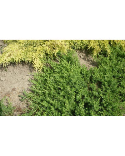 Ялівець береговий Емеральд Сіа | Juniperus conferta Emerald Sea | Можжевельник прибрежный Эмеральд Сиа