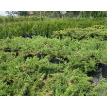 Ялівець береговий Емеральд Сіа | Juniperus conferta Emerald Sea | Можжевельник прибрежный Эмеральд Сиа