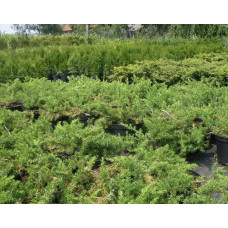 Ялівець береговий Емеральд Сіа | Juniperus conferta Emerald Sea | Можжевельник прибрежный Эмеральд Сиа