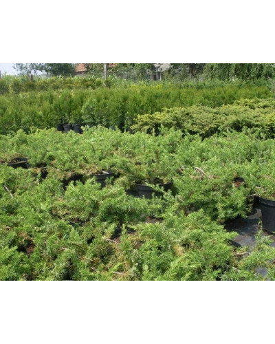 Ялівець береговий Емеральд Сіа | Juniperus conferta Emerald Sea | Можжевельник прибрежный Эмеральд Сиа