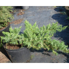 Ялівець береговий Емеральд Сіа | Juniperus conferta Emerald Sea | Можжевельник прибрежный Эмеральд Сиа