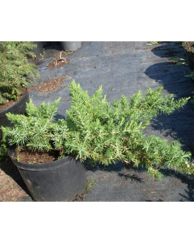 Ялівець береговий Емеральд Сіа | Juniperus conferta Emerald Sea | Можжевельник прибрежный Эмеральд Сиа