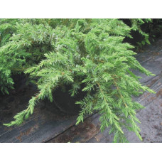Ялівець береговий Емеральд Сіа | Juniperus conferta Emerald Sea | Можжевельник прибрежный Эмеральд Сиа