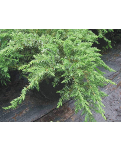 Ялівець береговий Емеральд Сіа | Juniperus conferta Emerald Sea | Можжевельник прибрежный Эмеральд Сиа