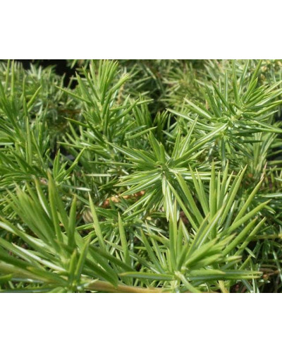 Ялівець береговий Емеральд Сіа | Juniperus conferta Emerald Sea | Можжевельник прибрежный Эмеральд Сиа