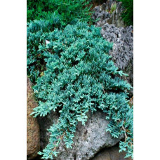Ялівець горизонтальный Айс Блю® Монбер® | Juniperus horizontalis Icee Blue® / Monber® | Можжевельник горизонтальный Айс Блю® / Монбер®